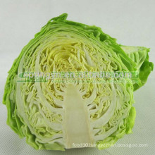 natural green cabbage on sale best selling cabbage